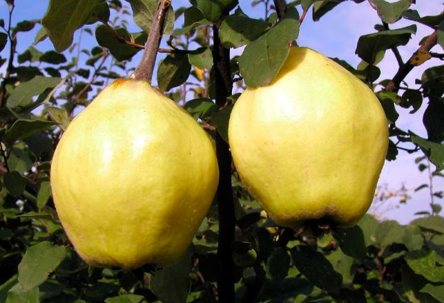 Айва сорт Анюта