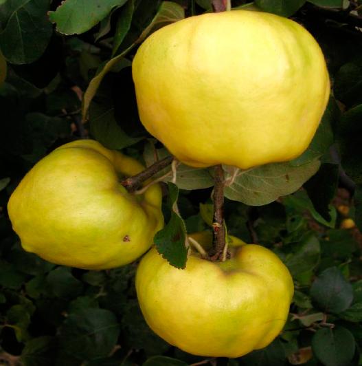 Айва сорт Казкова