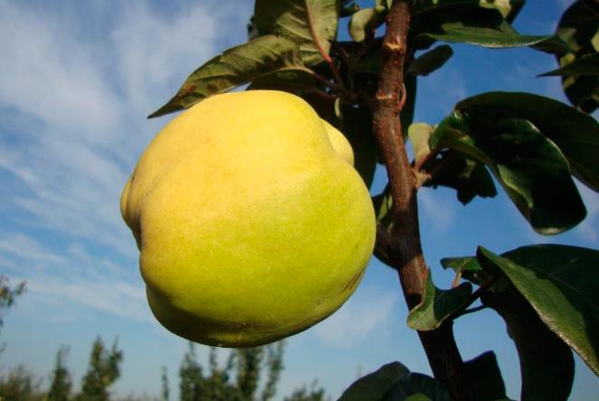 Айва сорт Перл