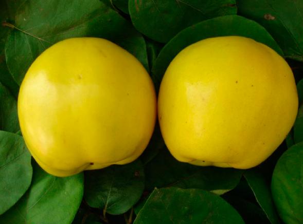 Айва сорт Первісток