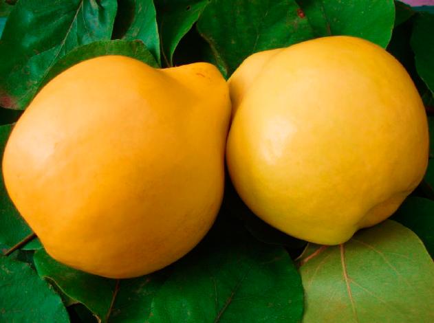 Айва сорт Ренетна