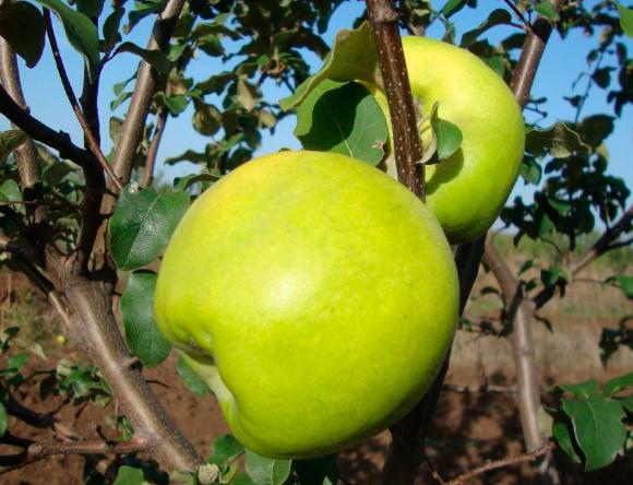 Айва сорт Селена