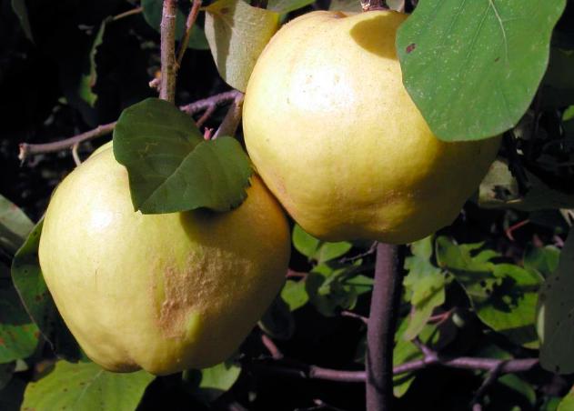 Айва сорт Соковита