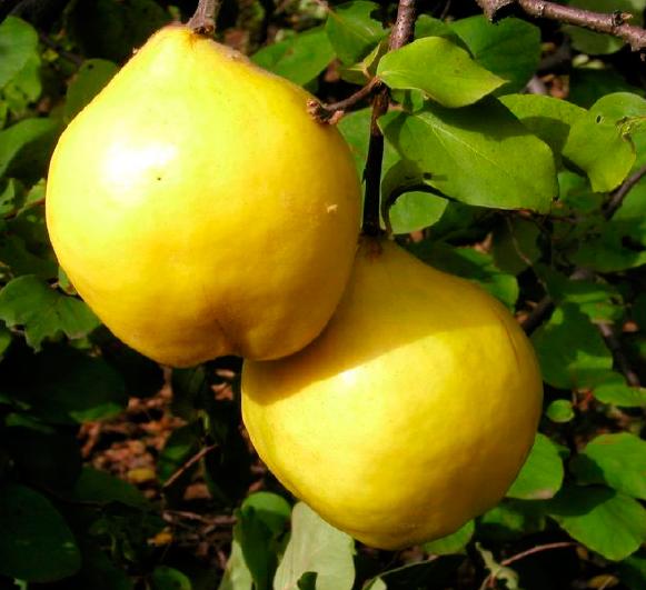 Айва сорт Солодка