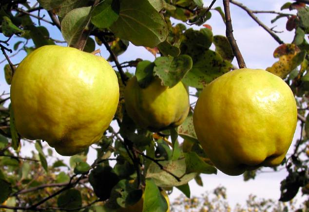 Айва сорт Степова