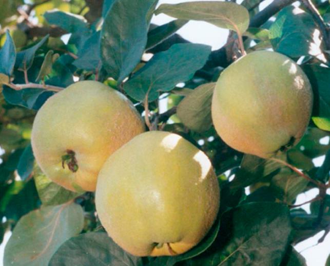 Айва сорт Студентка