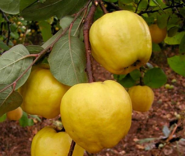 Айва сорт Виставкова