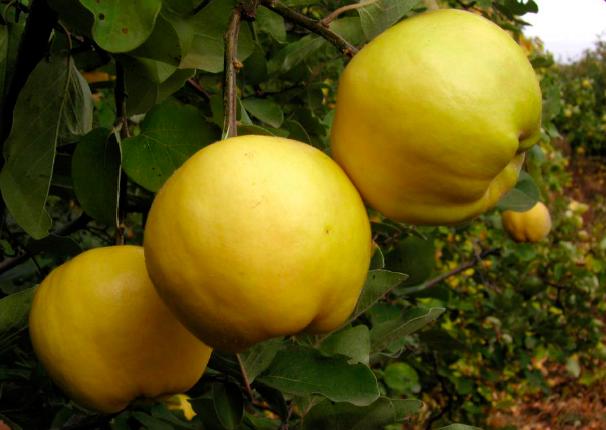 Айва сорт Їстівна