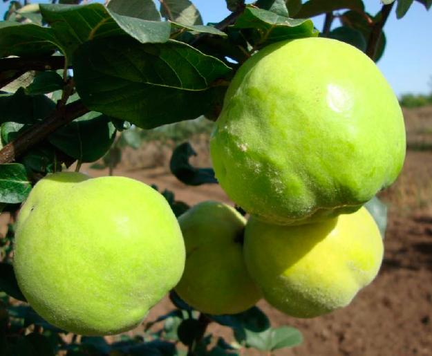 Айва сорт Золото Тавриди