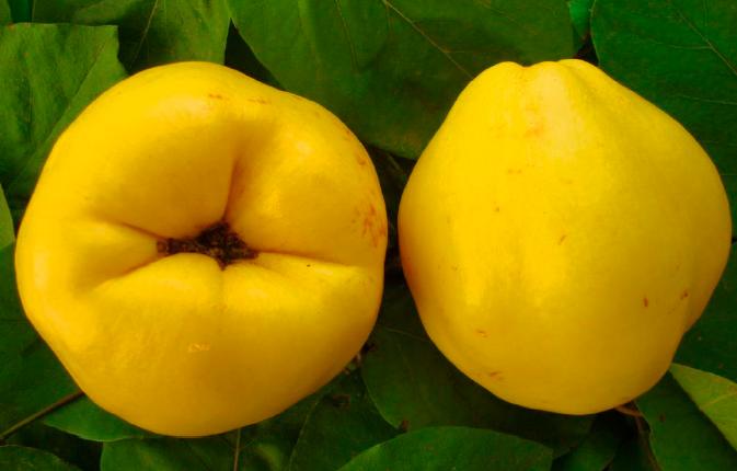 Айва сорт Бурштинова Молдавська