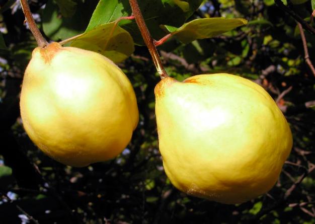 Айва сорт Бурштинова