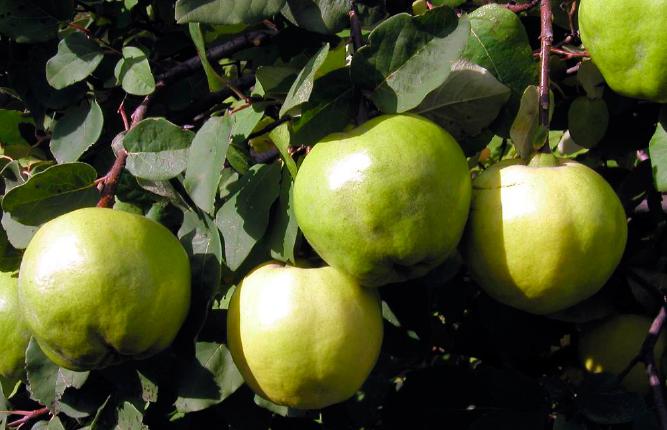 Айва сорт Успіх