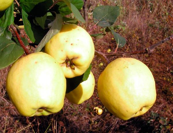 Айва сорт Яйцевидна Кримська