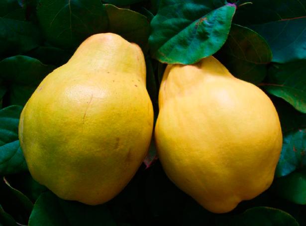 Айва сорт Ялтинська